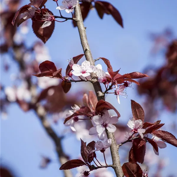 Blutpflaume 'Nigra'