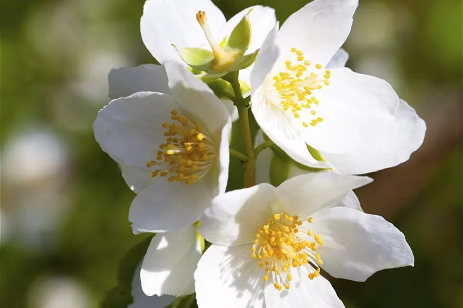 Duftender Bauernjasmin Topf 7,5 Liter 80- 100