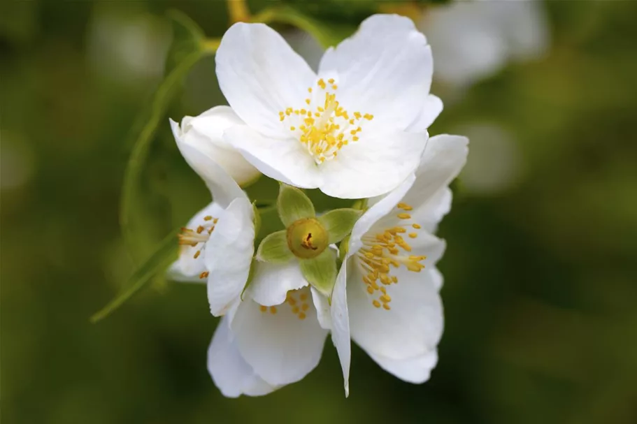 Duftender Bauernjasmin Topf 7,5 Liter 80- 100