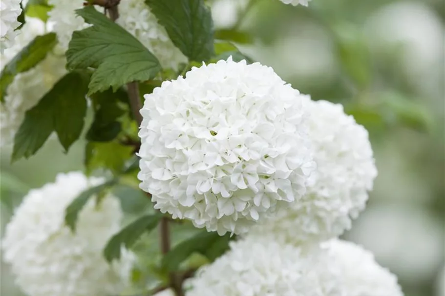 Gewöhnlicher Schneeball 'Roseum' Topf 12 Liter 100- 125