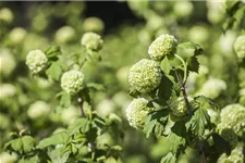 Gewöhnlicher Schneeball 'Roseum' Topf 12 Liter 100- 125