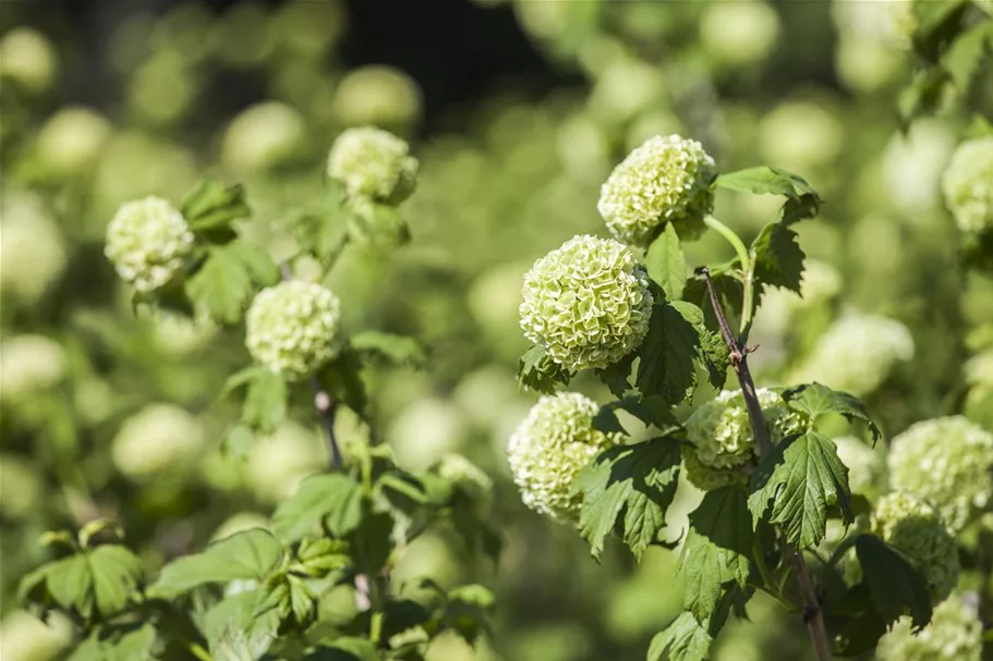 Gewöhnlicher Schneeball 'Roseum' Topf 12 Liter 100- 125