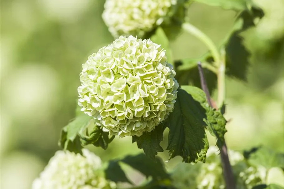 Gewöhnlicher Schneeball 'Roseum' Topf 12 Liter 100- 125