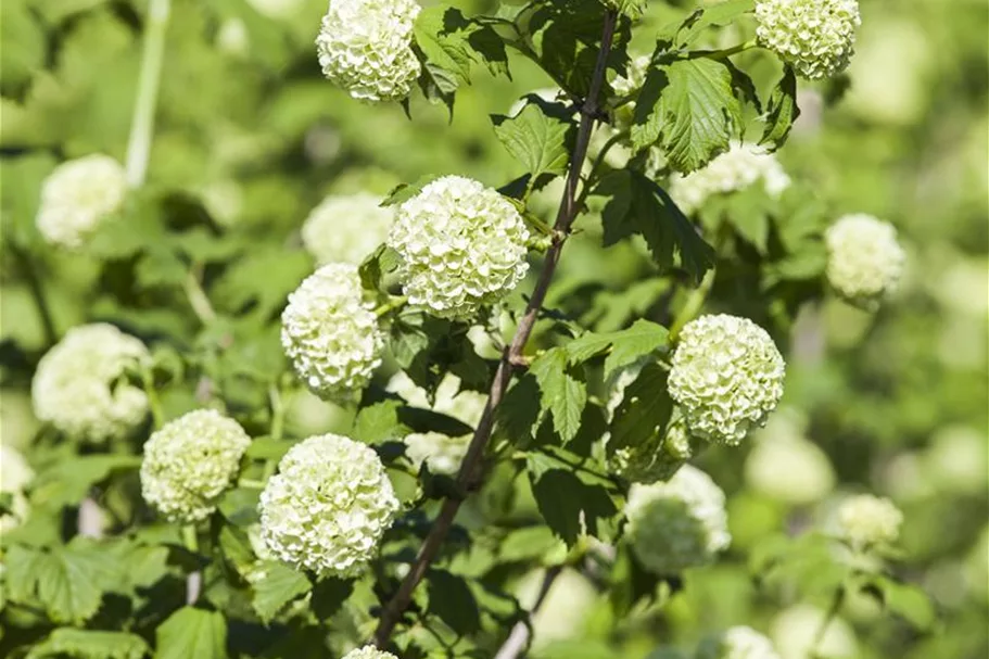 Gewöhnlicher Schneeball 'Roseum' Topf 12 Liter 100- 125