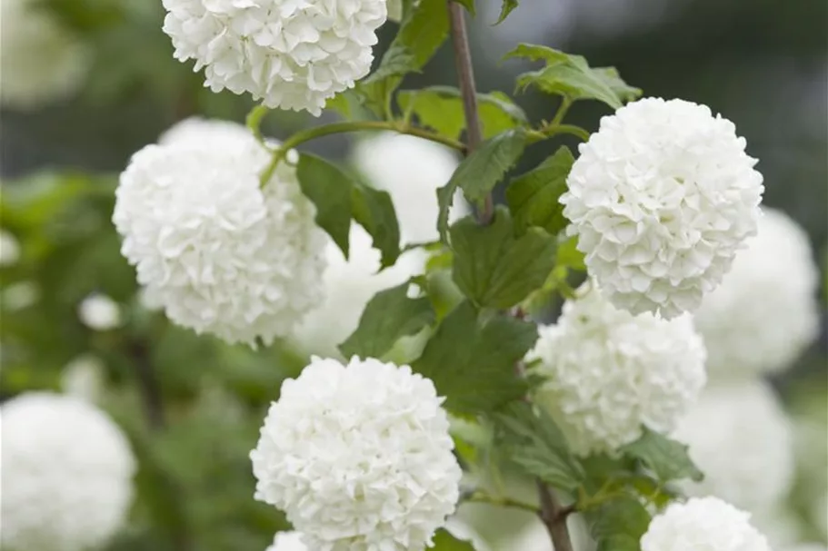 Gewöhnlicher Schneeball 'Roseum' Topf 12 Liter 100- 125