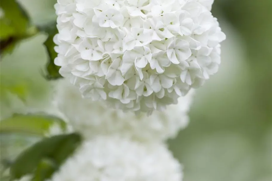 Gewöhnlicher Schneeball 'Roseum' Topf 12 Liter 100- 125