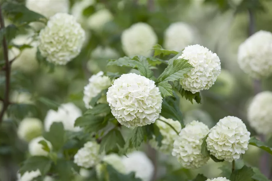 Gewöhnlicher Schneeball 'Roseum' Topf 12 Liter 100- 125