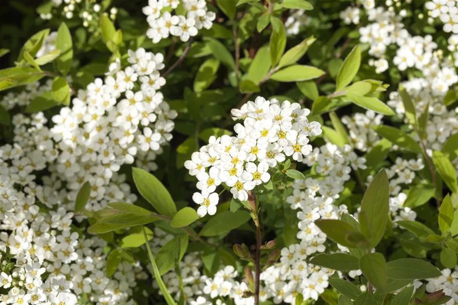 Weiße Rispenspiere 'Grefsheim' Topf 7,5 Liter 80- 100