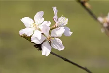 Kurilenkirsche 'Ruby' Stamm Topf 20 Liter Krone mehrj. Stammhöhe. 120-