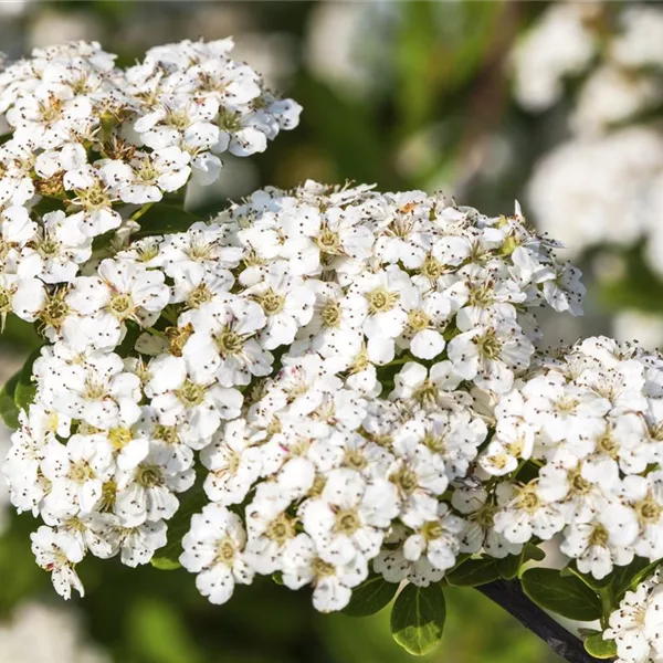 Strauchspiere 'Snowmound'