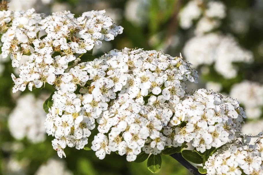 Strauchspiere 'Snowmound' Topf 7,5 Liter 80- 100