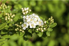 Strauchspiere 'Snowmound' Topf 7,5 Liter 80- 100