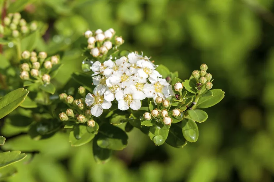 Strauchspiere 'Snowmound' Topf 7,5 Liter 80- 100