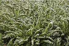 Strauchspiere 'Snowmound' Topf 7,5 Liter 80- 100