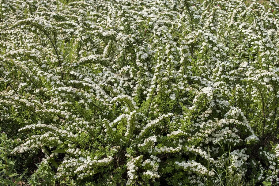 Strauchspiere 'Snowmound' Topf 7,5 Liter 80- 100