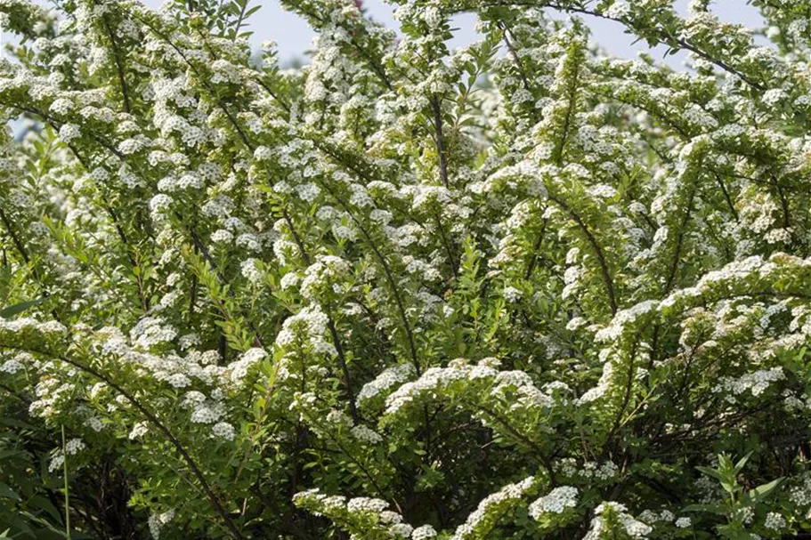 Strauchspiere 'Snowmound' Topf 7,5 Liter 80- 100