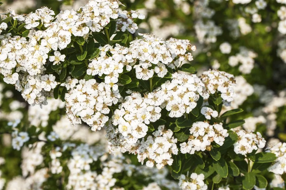 Strauchspiere 'Snowmound' Topf 7,5 Liter 80- 100