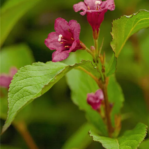 Weigelie 'Bristol Ruby'