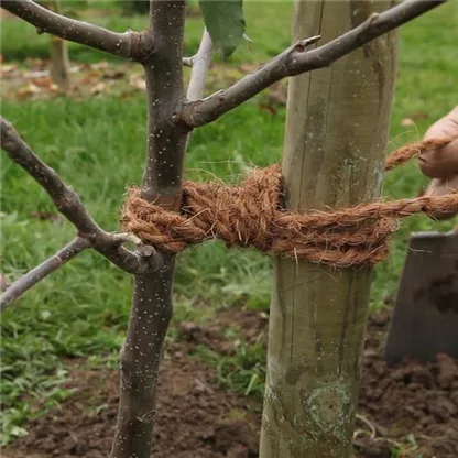 Äpfel & Birnen: Obstbäume veredeln leicht gemacht