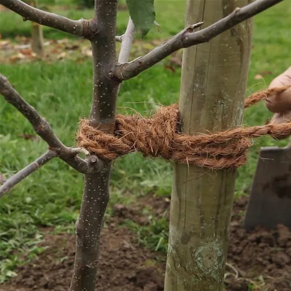 Apfelbaum - Einpflanzen im Garten (Anleitung - 9) (Apfelbaum - Einpflanzen im Garten (Anleitung - 9).jpg)