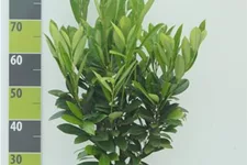 Lorbeerkirsche 'Green Torch' Topf 7 Liter 60- 80