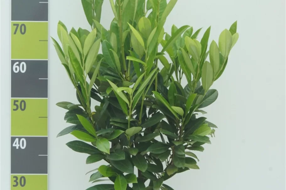 Lorbeerkirsche 'Green Torch' Topf 7 Liter 60- 80