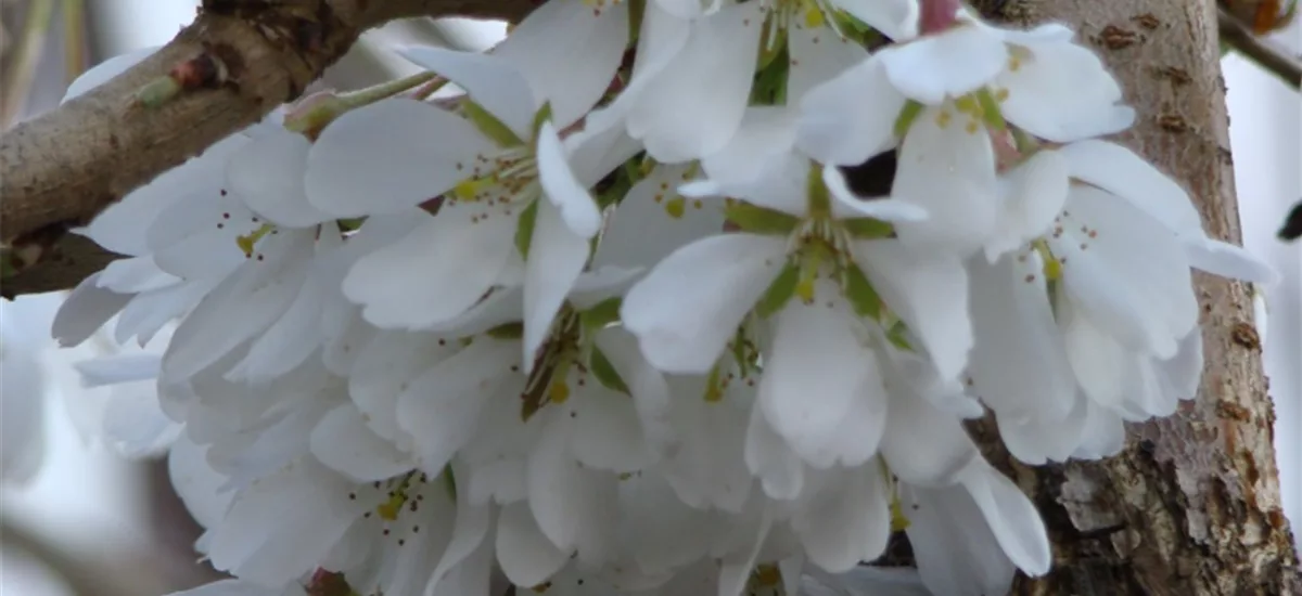 Japan.Maienkirsche 'Ivensii' Stamm Topf 20 Liter Krone mehrj. Stammhöhe. 120-