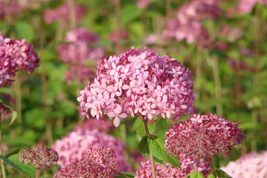 Ballhortensie 'Pink Annabelle' -R- Topf 12 Liter 80- 100