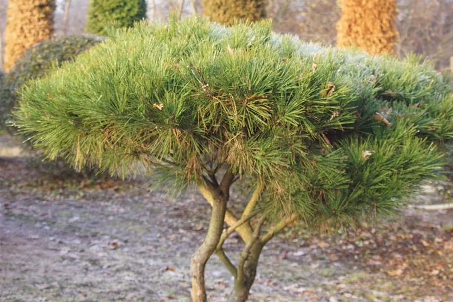 Japan.Strauchkiefer 'Umbraculifera' Topf 7,5 Liter 40- 50