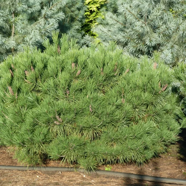 Japan.Strauchkiefer 'Umbraculifera'