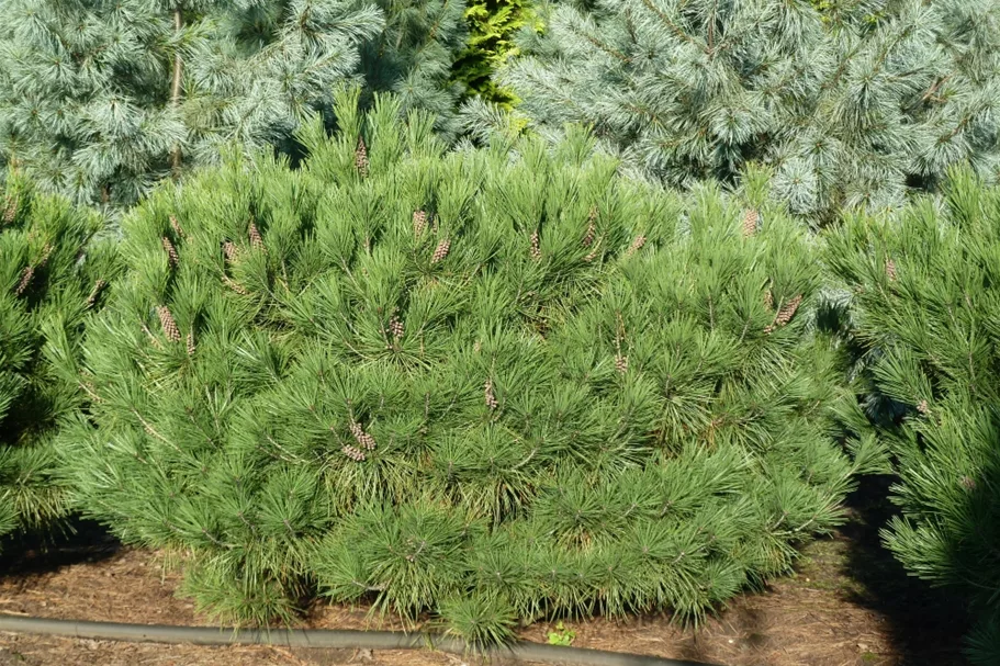 Japan.Strauchkiefer 'Umbraculifera' Topf 7,5 Liter 40- 50