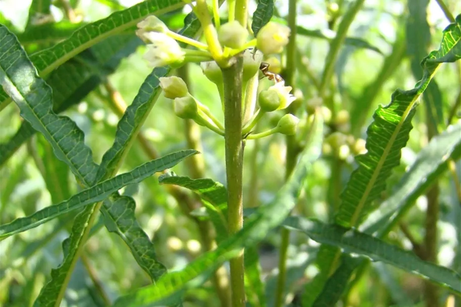 Rhamnus frangula 'Fine Line'® Solitärpflanze 4x verpflanzt mit Ballen 100- 125