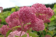 Ballhortensie 'Pink Annabelle' -R- Topf 12 Liter 80- 100