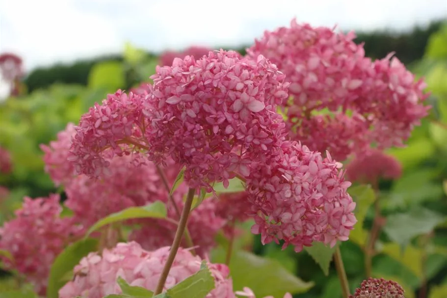 Ballhortensie 'Pink Annabelle' -R- Topf 12 Liter 80- 100