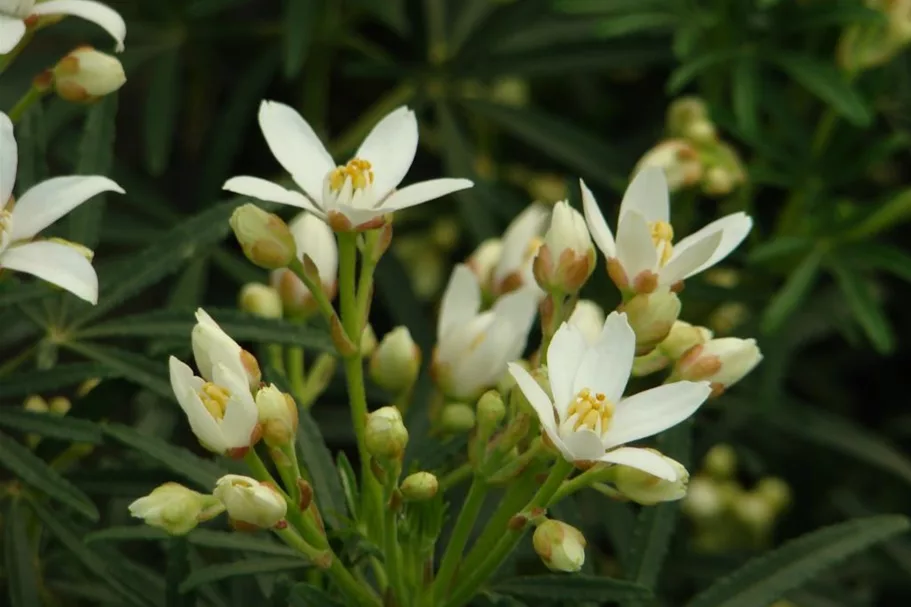 Orangenblume 'White Dazzler' -S- Topf 7 Liter 30- 40