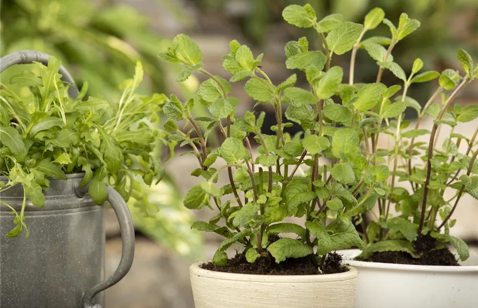 Mediterrane Kräuter – den Süden im Garten