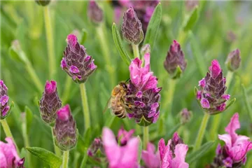 Bienenpflanzen Bienenpflanzen