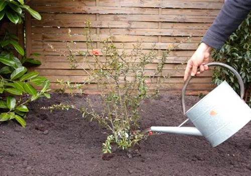 Japanische Zierquitte - Einpflanzen im Garten