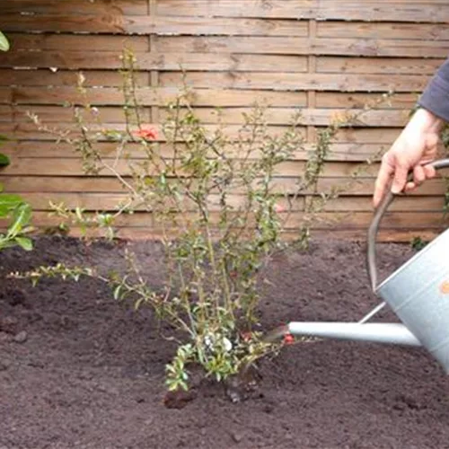 Japanische Zierquitte - Einpflanzen im Garten