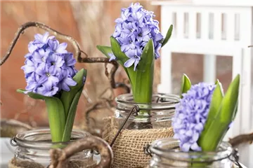 Blumenzwiebeln im Glas – das perfekte Geschenk zu Weihnachten