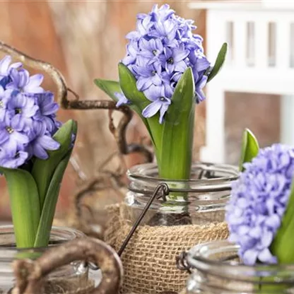 Blumenzwiebeln im Glas – das perfekte Geschenk zu Weihnachten