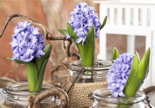 Blumenzwiebeln im Glas – das perfekte Geschenk zu Weihnachten