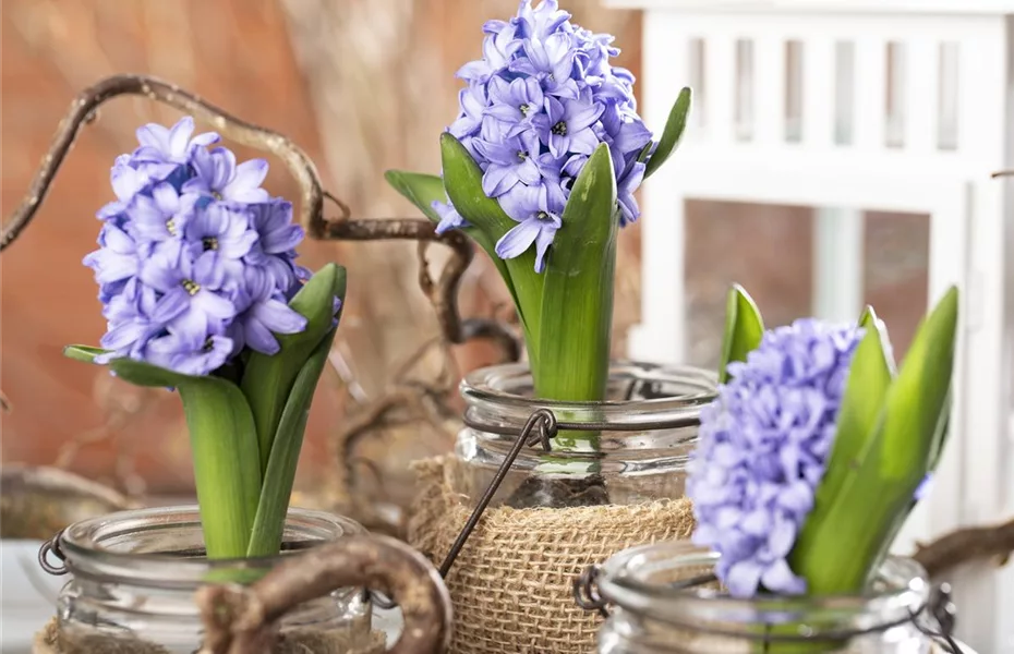 Blumenzwiebeln im Glas – das perfekte Geschenk zu Weihnachten