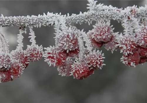 Die beliebtesten Pflanzen für den Garten im Winter