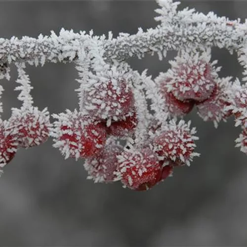 Die beliebtesten Pflanzen für den Garten im Winter