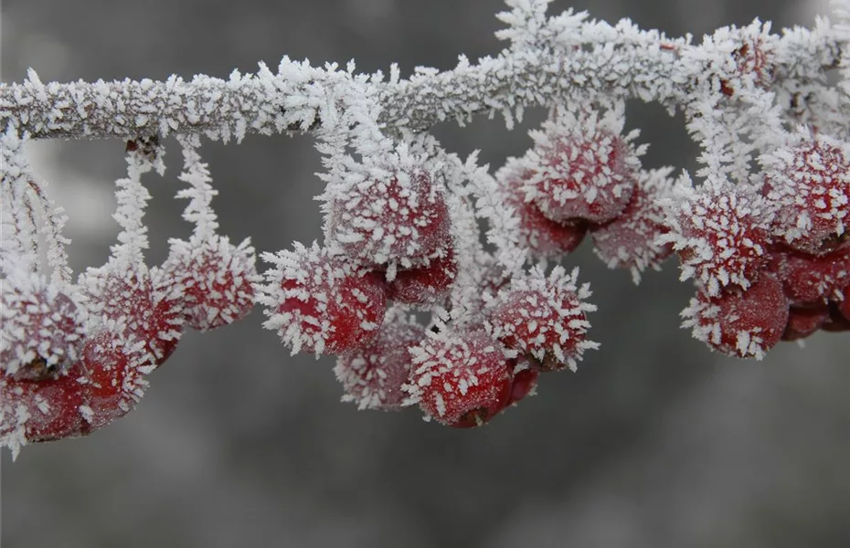 Die beliebtesten Pflanzen für den Garten im Winter