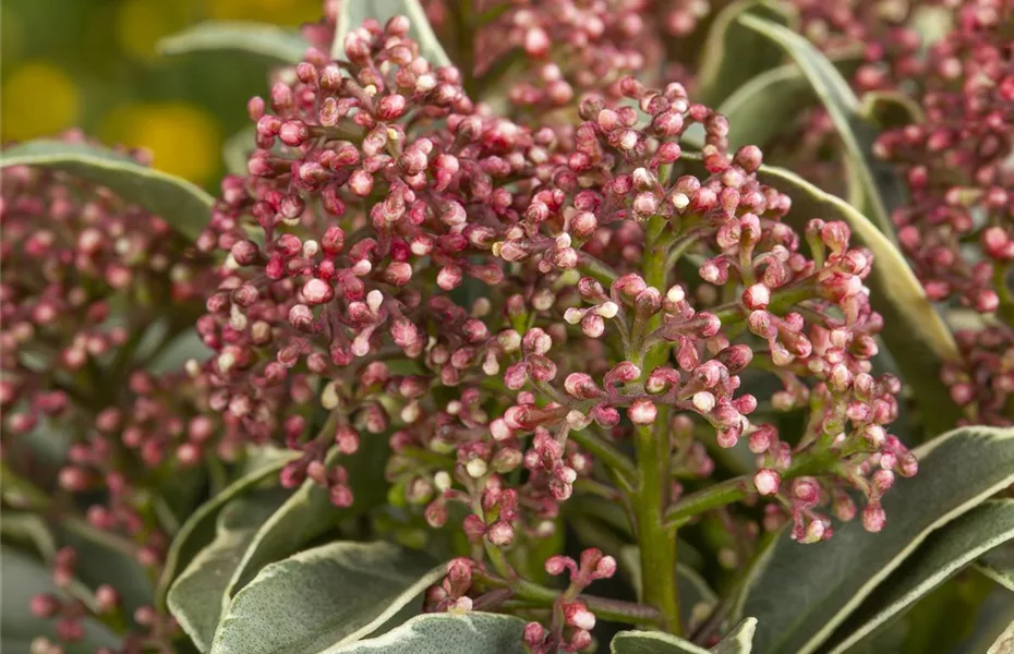 Die beliebtesten Pflanzen für den Garten im Winter