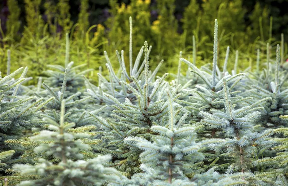 Fichte als Weihnachtsbaum – besondere Alternative