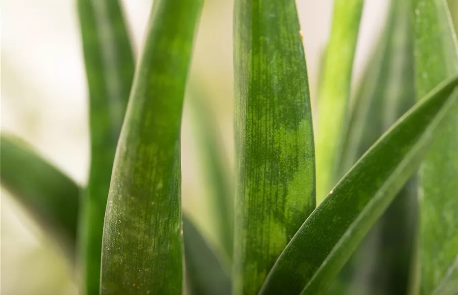 Pflanzen in Hydrokultur - Lösung für Allergiker 