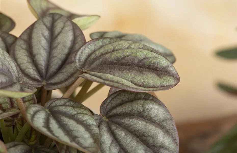 Pflanzen in Hydrokultur - Lösung für Allergiker 